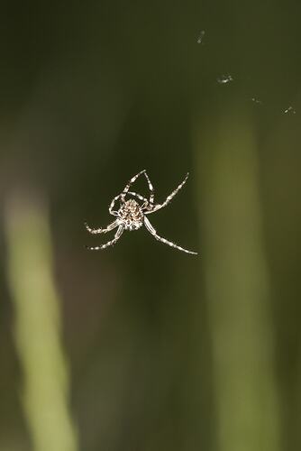 Family Araneidae, orb-weaving spider. Murray Explored Bioscan.