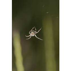 Family Araneidae, orb-weaving spider. Murray Explored Bioscan.