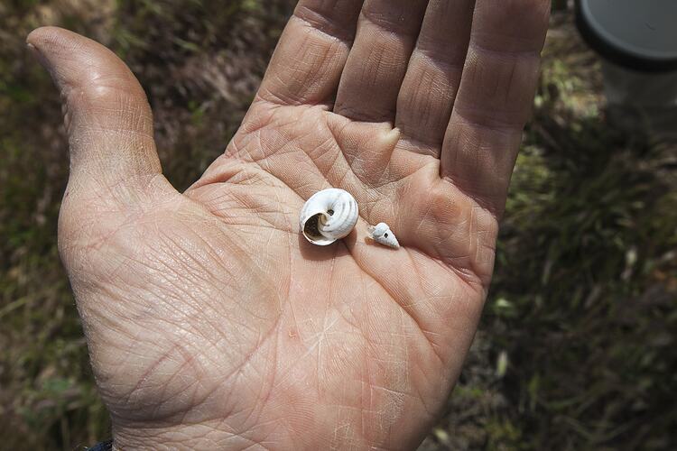 Two white snail shells in someone's palm.