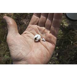 <em>Prietocella barbara</em> (Linnaeus, 1758)