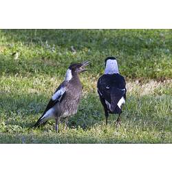 Two Australian magpies on grass, greyer juvenile on left, mother on right.