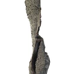 Fossil bone in a paler rock matrix.