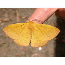 Yellow moth on a finger.
