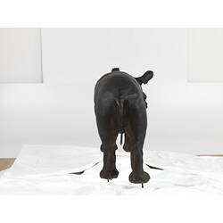 Rear view of taxidermied juvenile black rhino.