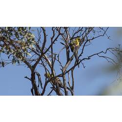 Two yellow and green parrots in tree.
