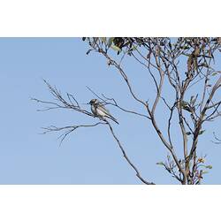 Masked woodswallows.