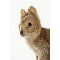 Detail of mounted quokka specimen's face.