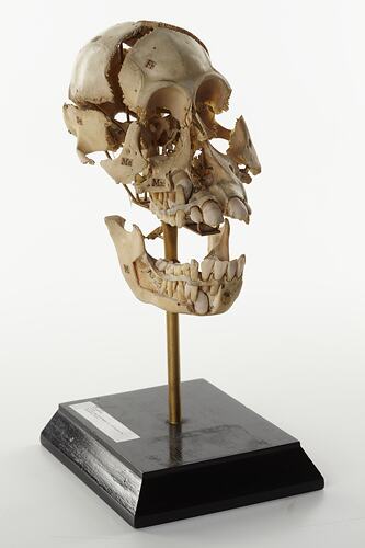 Articulated gorilla skull.