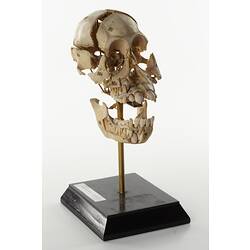 Articulated gorilla skull.