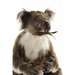 Taxidermied koala with leaf in mouth.