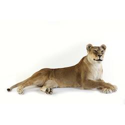 Taxidermied lioness mounted lying down viewed from front.