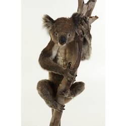 Taxidermied koala mounted holding branch.