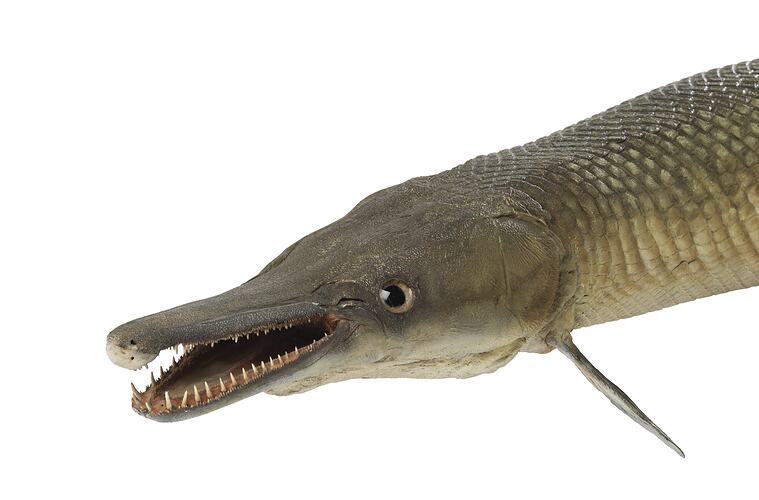 Detail of head of long taxidermied fish specimen.