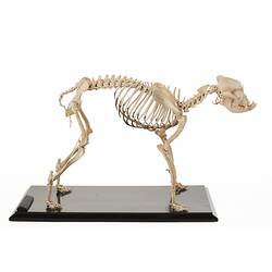 Kilburn Duke, prize winning bulldog. <em>Canis lupus familiaris</em>, skeleton. [C 29898.1]