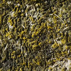 Pyromorphite. [M 53451]