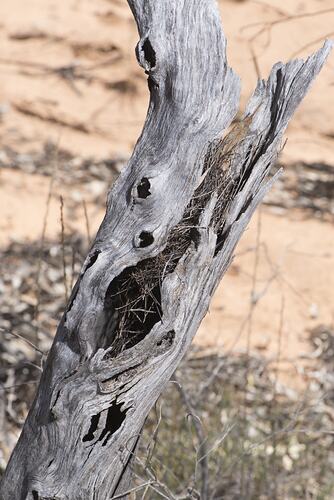 <em>Acanthiza uropygialis</em>, Chestnut-rumped Thornbill nest. Hattah National Park, Victoria.