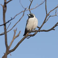 <em>Artamus personatus</em>, Masked Woodswallow. Hattah National Park, Victoria.