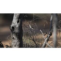 <em>Acanthiza uropygialis</em>, Chestnut-rumped Thornbill. Hattah National Park, Victoria.