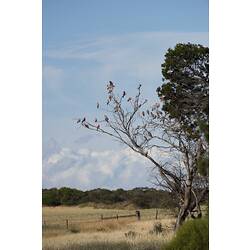 <em>Eolophus roseicapilla</em>, Galah. Wyperfeld National Park, Victoria.
