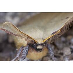 <em>Anthela acuta</em>, moth. Wilsons Promontory National Park, Victoria.