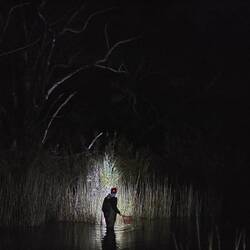Researcher standing in water with torch at night.