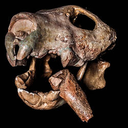 Fossil marsupial lion skull with fossil bone in its jaws.