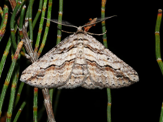 <em>Syneora mundifera</em>, geometrid moth. Great Otway National Park, Victoria.