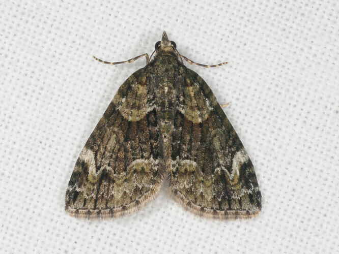 <em>Microdes</em> sp., moth. Great Otways National Park, Victoria.
