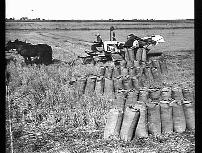 RICE HEADER FITTED WITH RUBBER TYRES WORKING ON G. B. THORPE'S FARM, YENDA, N.S.W. (CONLAN'S MACHINE) 80 ACRES YIELDING 2 1/2 TONS PER ACRE: 15 MAY 1936