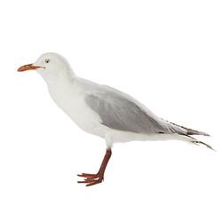 Silver Gull on white background