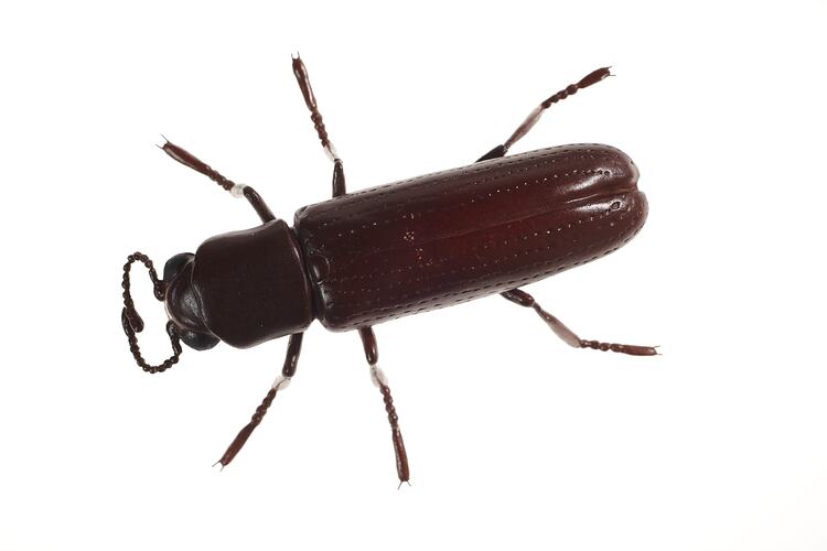 Beetle model.