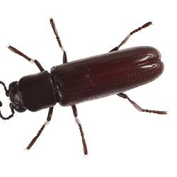 Beetle model.