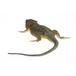 Back of brown and dark grey lizard model.