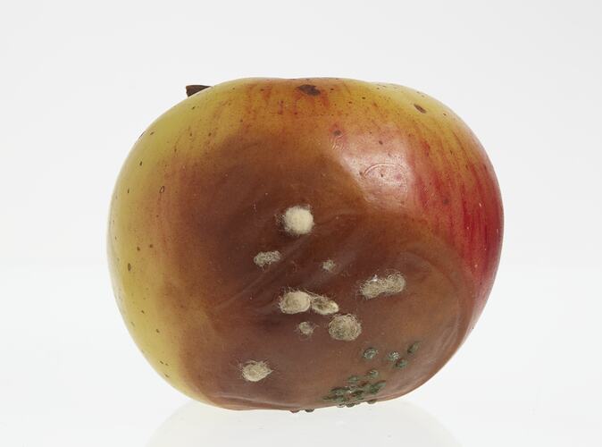 Wax apple model painted yellow and red. Big brown blotch has white fluffy and green spotted mould.