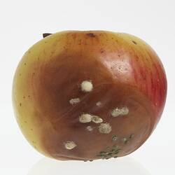 Wax apple model painted yellow and red. Big brown blotch has white fluffy and green spotted mould.