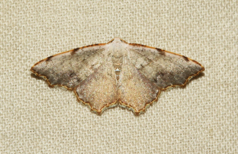 <em>Epicompsa xanthocrossa</em>, moth. Great Otway National Park, Victoria.
