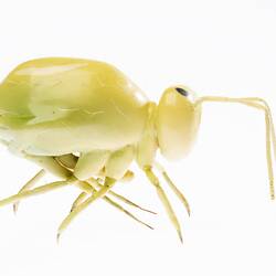 Model - Lucerne Flea, Magnified X50, 1956