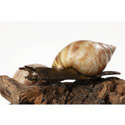 Model snail in habitiat diorama.