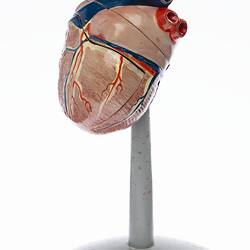 Human Heart Model