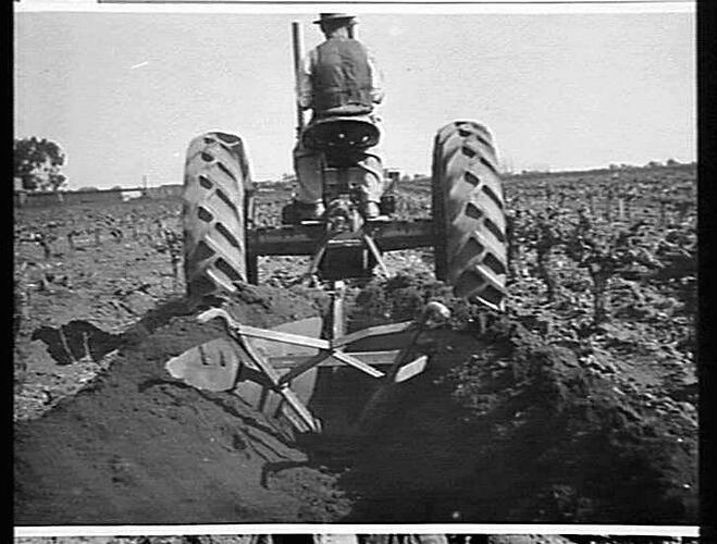 RED `CHALLENGER' HAULING DELVE PLOUGH IN VINEYARD AT MILDURA: JULY 1939
