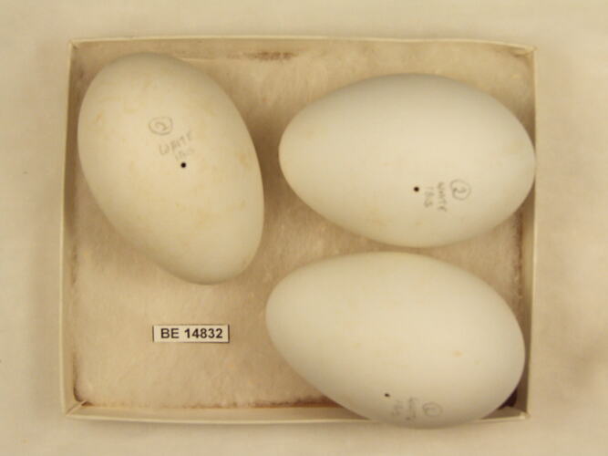 Three bird eggs with specimen label in box.