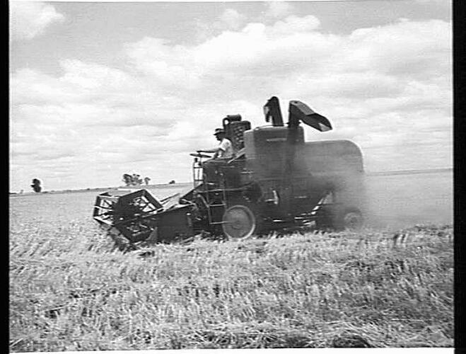 MASSEY-HARRIS `780' SELF PROPELLED OFF-LOADING WHEAT INTO MOBILE FIELD BIN ON THE PROPERTY OF A. T. COATES & SON, ST. ARNAUD, VIC.: JAN 1955