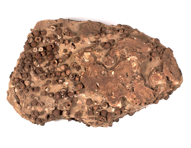 <em>Cymbionites craticula</em>, crinoid fossils. [P 113354]