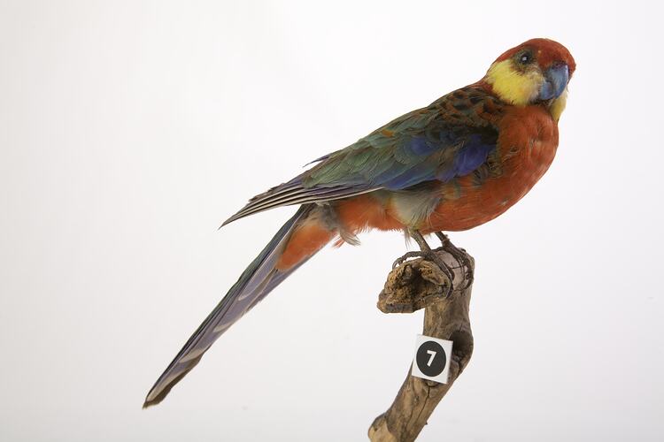 Taxidermied parrot specimen with bright red, blue, yellow and green feathers, perched on a branch.