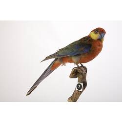 Taxidermied parrot specimen with bright red, blue, yellow and green feathers, perched on a branch.