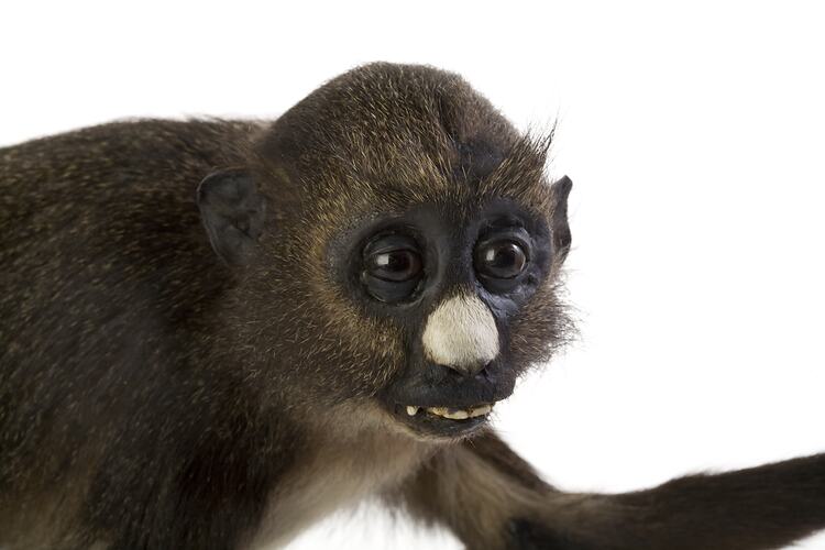 Detail of face of White-nosed Guenon specimen.