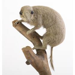 <em>Spermophilus xanthoprymnus</em>, Asia Minor Ground Squirrel, mounted specimen. Registration no. C 30144.