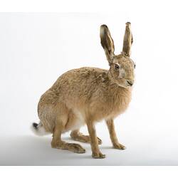 Taxidermied hare specimen.