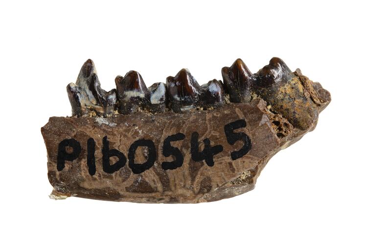 Side view of fossil jaw framgent.