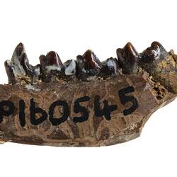 Side view of fossil jaw framgent.
